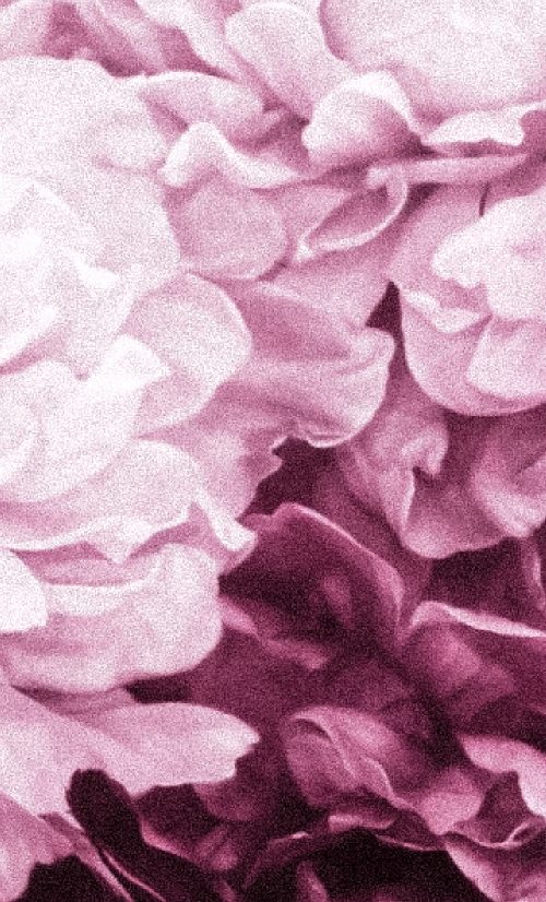 b&l_pion (1)